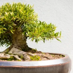 Miniature Ficus Bonsai in Georgia