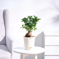 Table Ficus Bonsai in Georgia